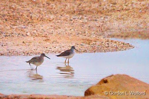 Two Willets In A Stream_32352.jpg - Willets (Tringa semipalmata)Photographed along the Gulf coast near Port Lavaca, Texas, USA.